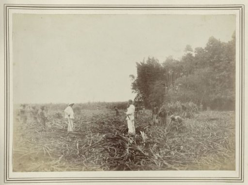 Visit to the fields of the Beran Sugar Company