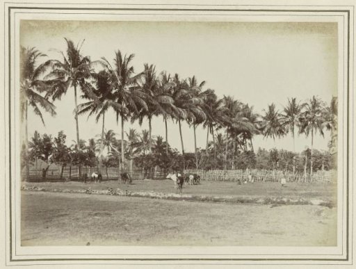 Field with grazing animals