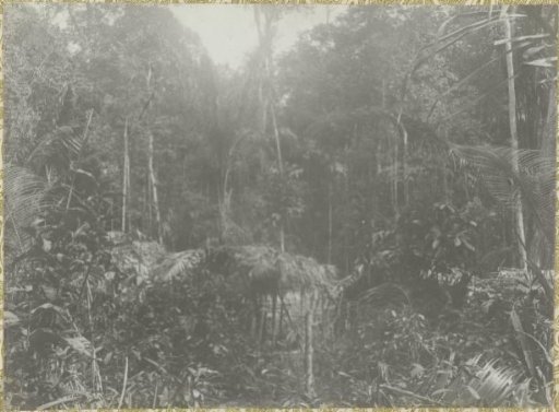 Jungle