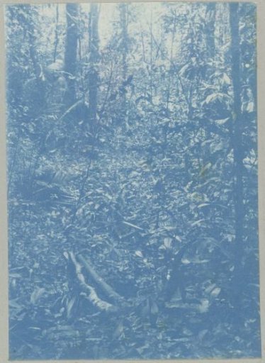 Primeval forest