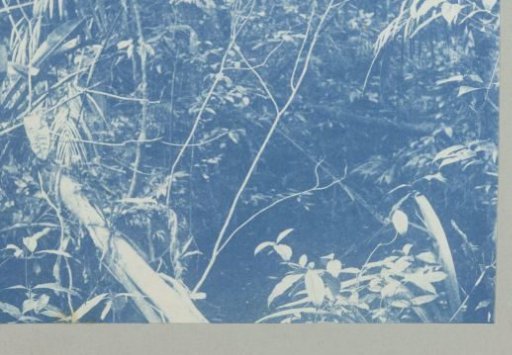 Creek vegetation
