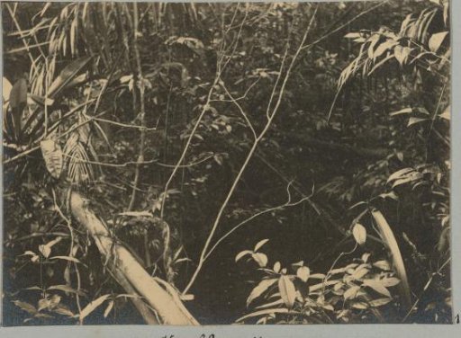 Creek vegetation