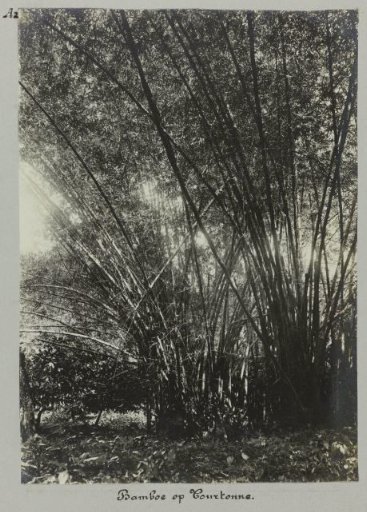 Bamboo at Tourtonne