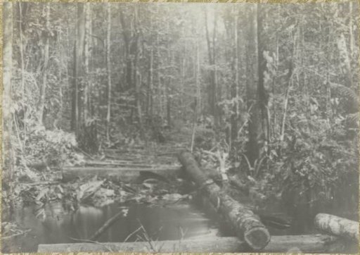 View in the forest