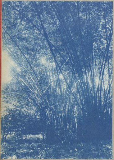 Bamboo on Tourtonne