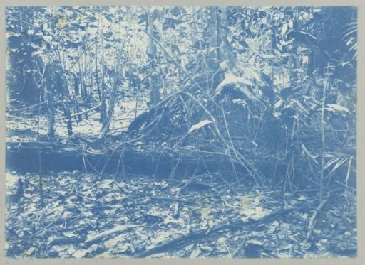 Dry swamp behind "Ma retraite"