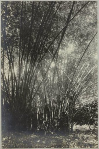 Bamboo on Tourtonne