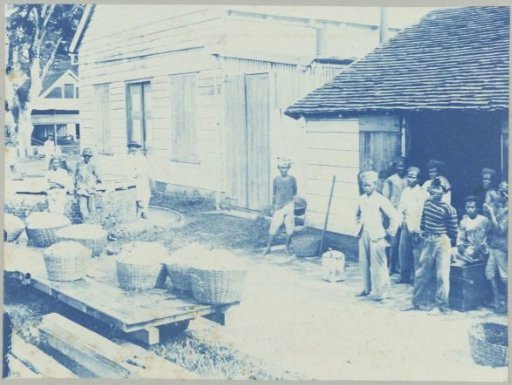 Delivery of cocoa on "Ma retraite"
