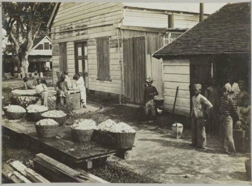 Delivery of cocoa on "Ma retraite"