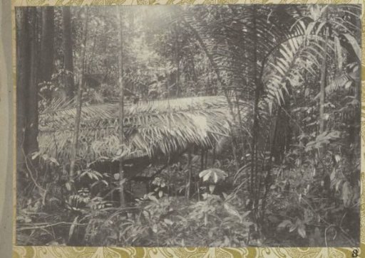 Survey camp in the primeval forest