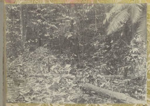 In the primeval forest