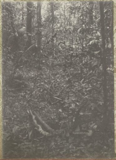 Primeval forest