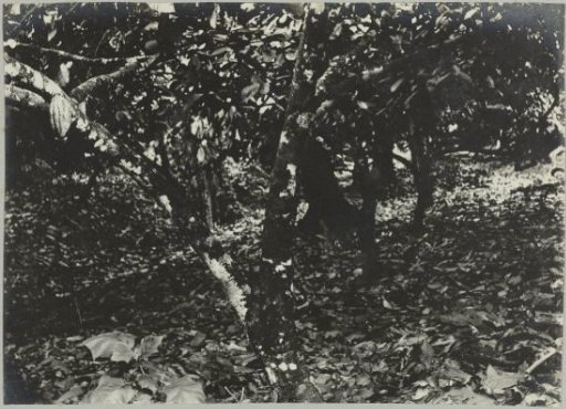 Dam with cocoa trees on Tourtonne