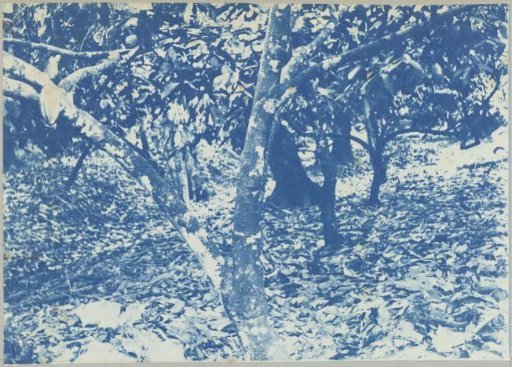 Cocoa plantation