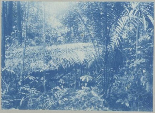 Surveying in the primeval forest
