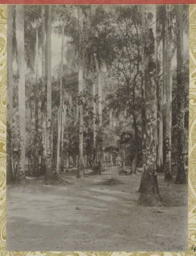 Palm garden, Paramaribo