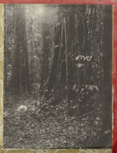 Trees in the Jungle