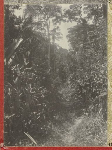 Path Through the Forest