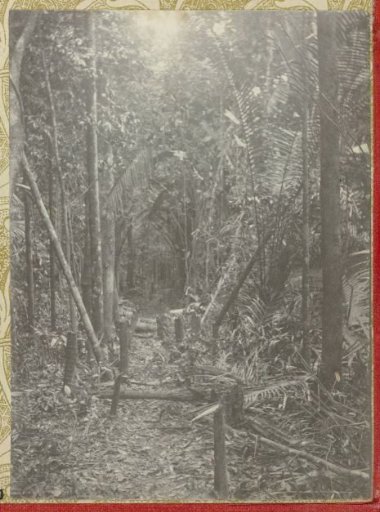 Passage Through the Woods