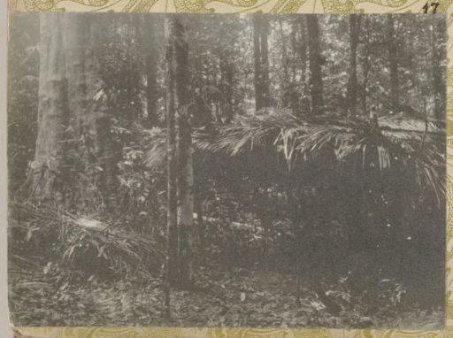 Hut in the forest