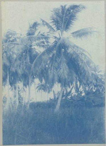 Coronie