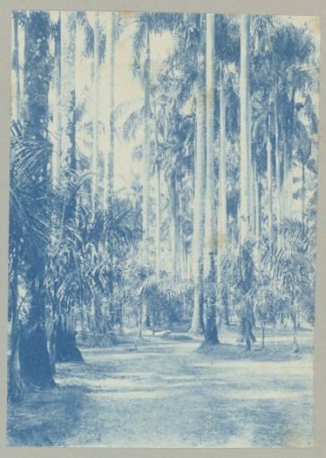 Palm garden, Paramaribo