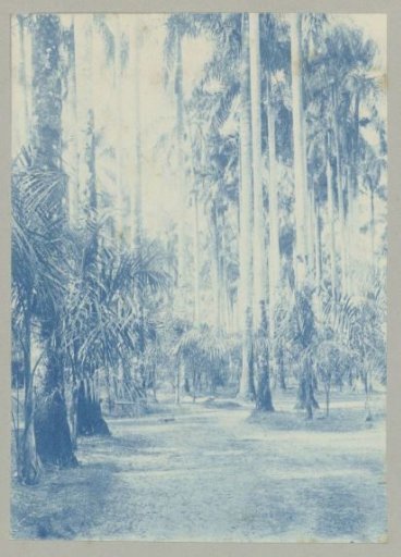 Palm garden, Paramaribo