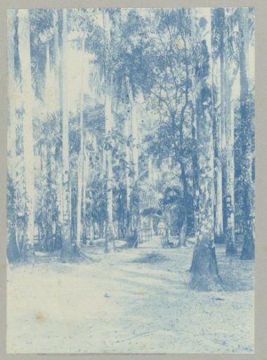 Palm garden, Paramaribo
