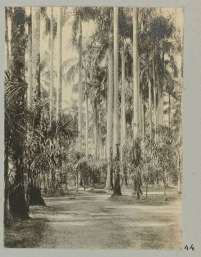 Palm garden, Paramaribo