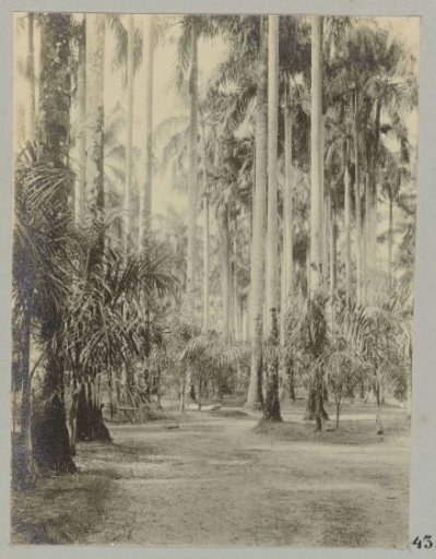 Palm garden, Paramaribo