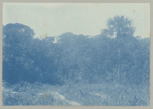Brownsweg leaves the Patricksavanna