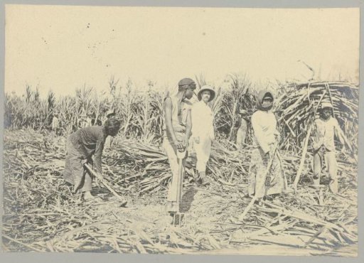 Sugarcane Field