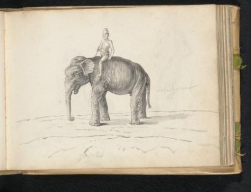 An elephant and a mahout