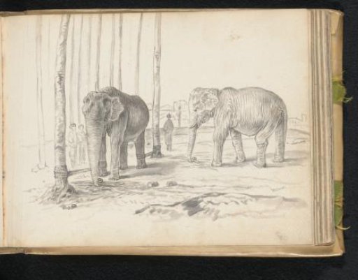 Two elephants