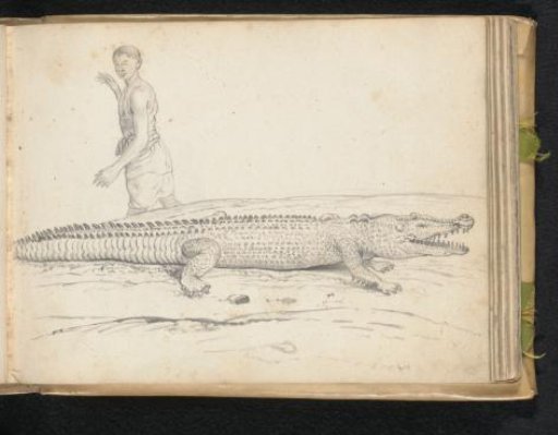 Mugger crocodile and a passing man