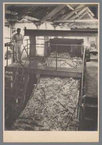 Canecutter in operation