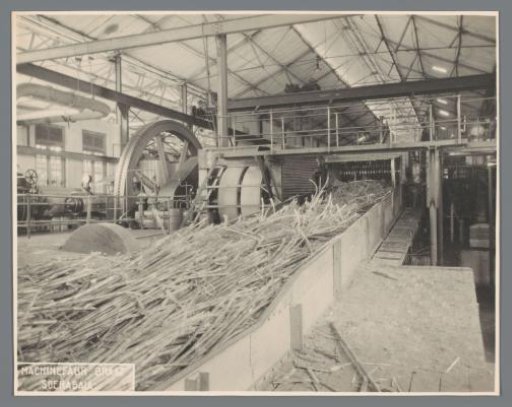 Canecutter in operation