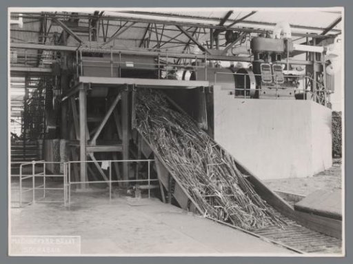 Canecutter in operation