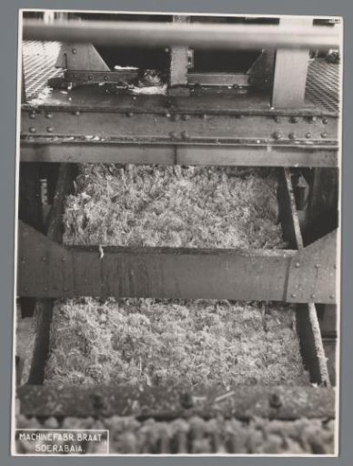 Canecutter in operation