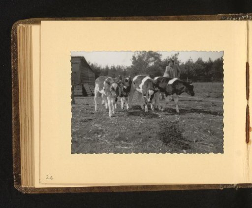 Farmer with Cows