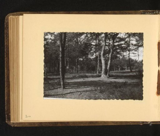 Wooded Landscape