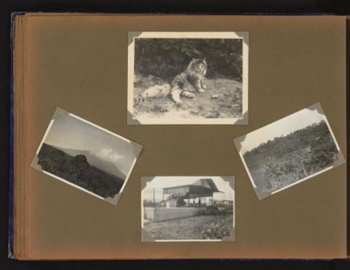 Cat and Landscapes