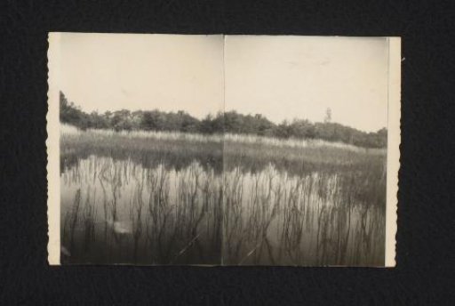 Reed landscape