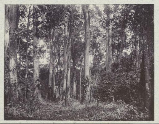 Cultivation garden in Paramaribo