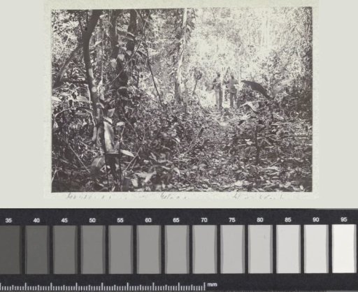 Van de Werk and Van Hall in the woods