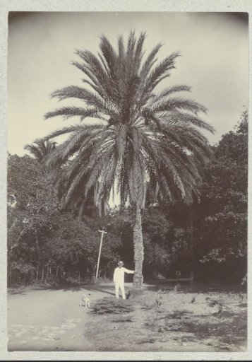Palms