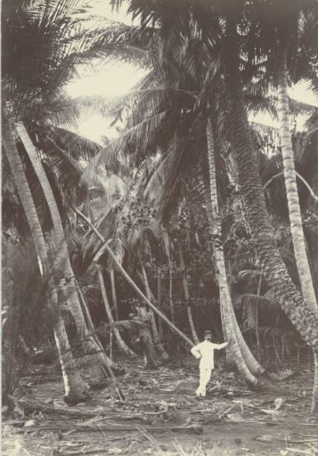 Palms
