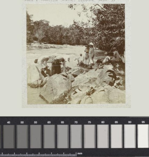 Paws bathing in the river