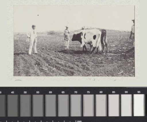 Malpais Plantation