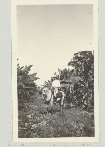 Banana Plantation in Honduras